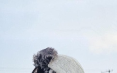 日本阿v手机不卡在线观看视频